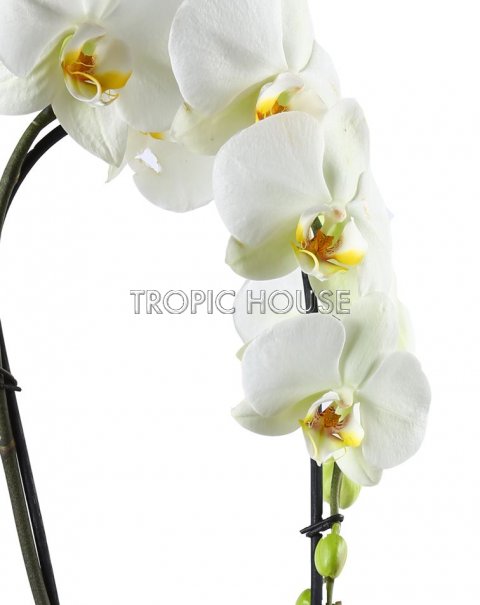 Орхидея Фаленопсис белая каскад 12/50 см