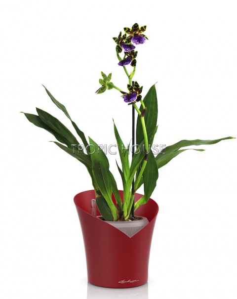 Орхидея Зигопеталум ORCHIDEA 18/40, Ярко-красный матовый