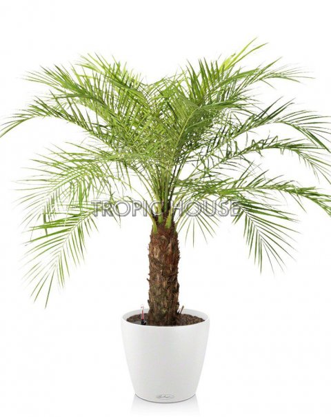 Финиковая пальма CLASSICO 35/130 см, белый