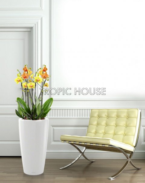 Орхидея солнечный микс в RONDO 32