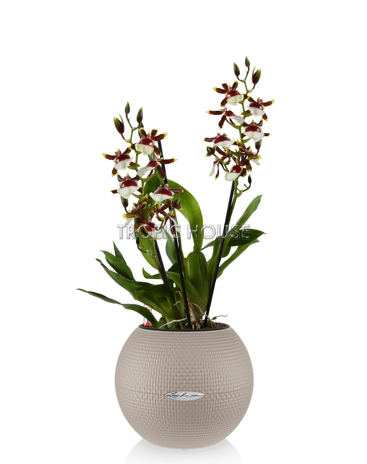 Орхидея Камбрия ароматная PURO 20/60 см, Песочно-коричневый