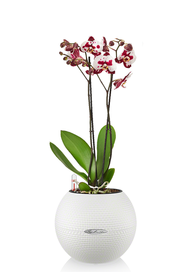 Орхидея пятнистая PURO 20/65 см, белый