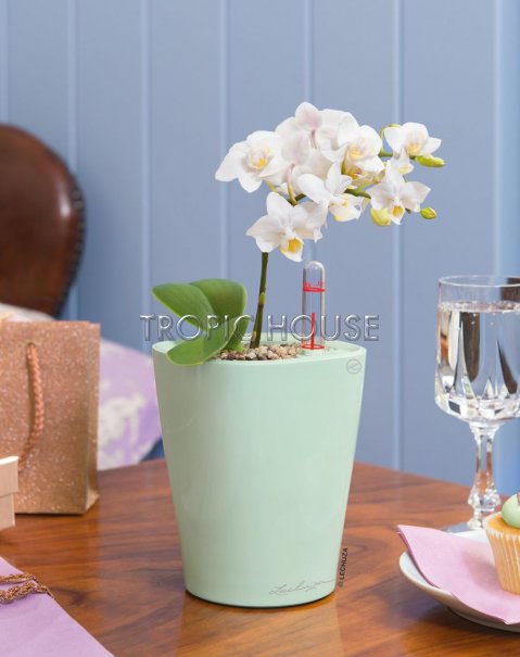 Орхидея Фаленопсис мини белая 1 ствол 9/30 см