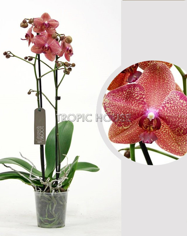 Орхидея Фаленопсис коралловая 12/60 см