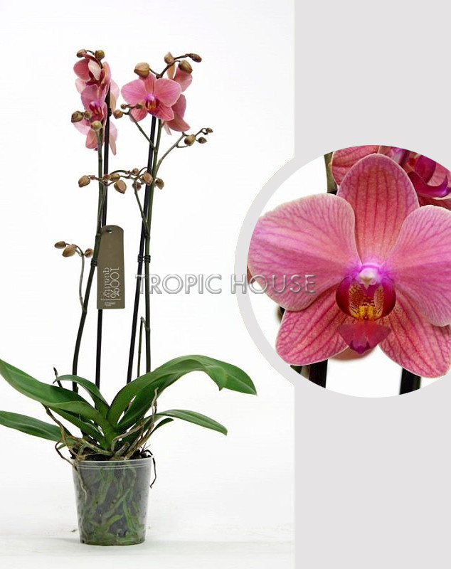 Орхидея Фаленопсис коралловая 12/60 см