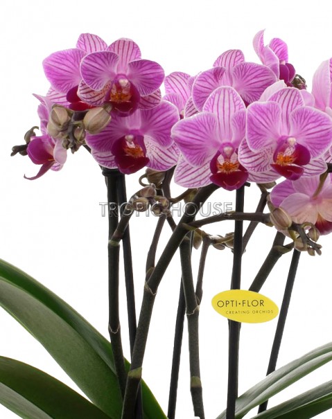 Орхидея Батерфлай в ORCHIDEA 18