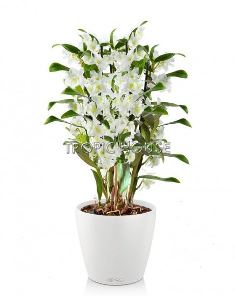Орхидея Дендробиум CLASSICO 21/55 см, белый