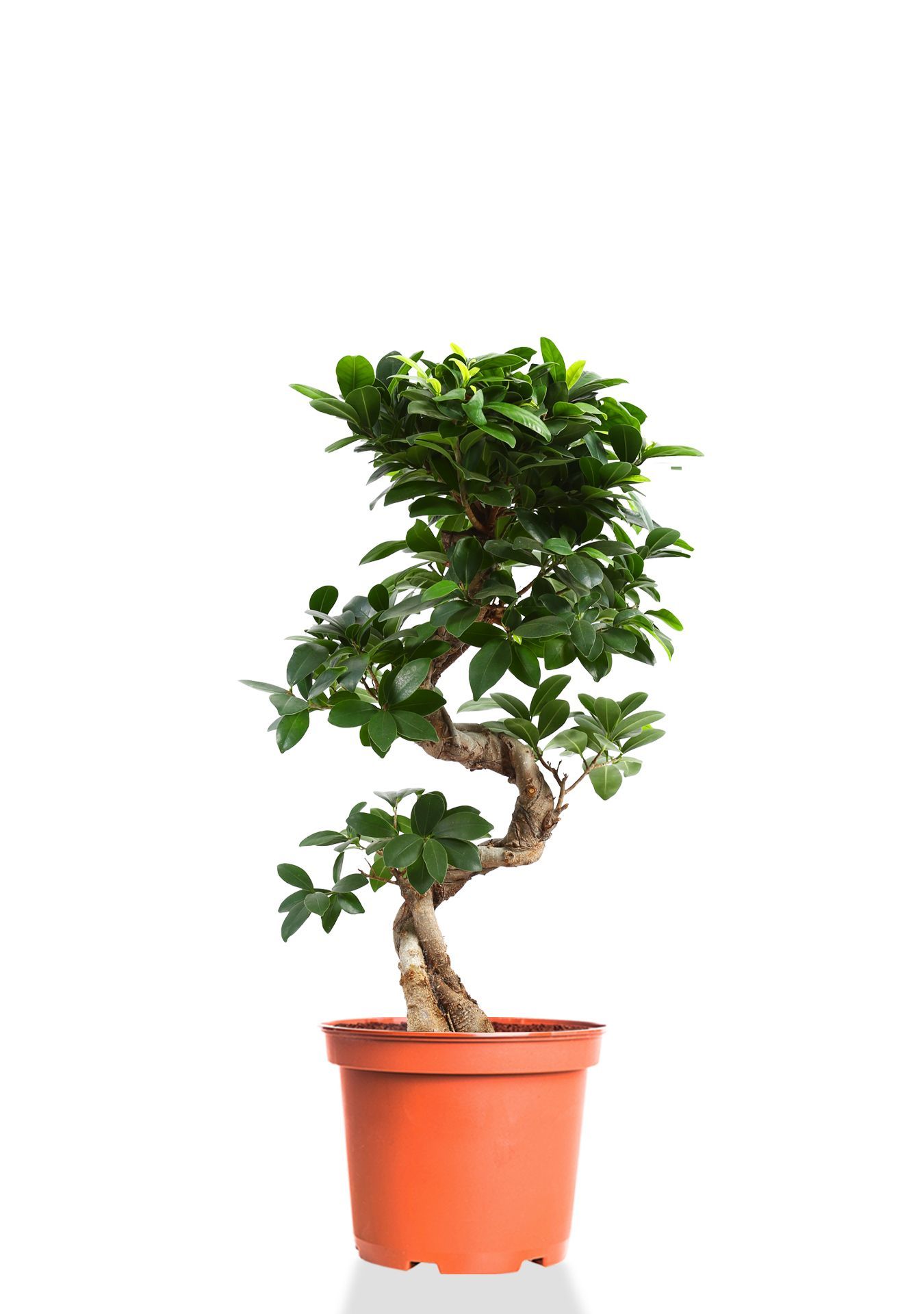 Фикус Микрокарпа Гинсенг 22/60 см купить в Москве по цене от 17 250 руб ...