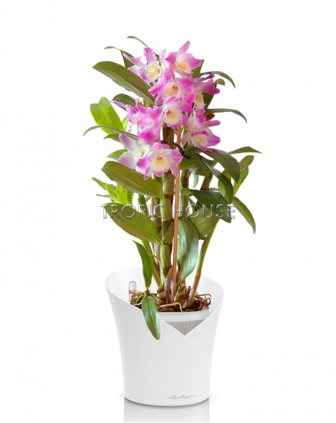 Орхидея Дендробиум розовый ORCHIDEA 18/45, Белый матовый