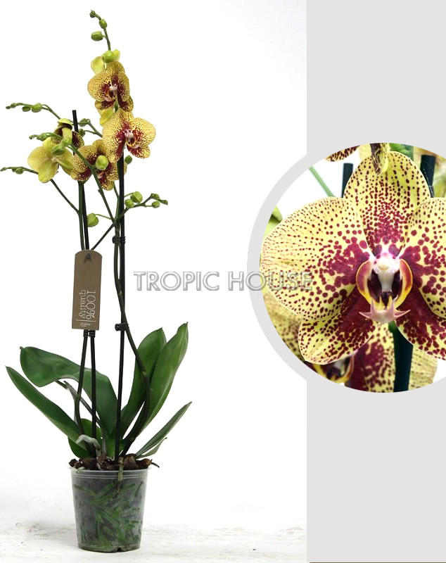 Орхидея Фаленопсис тигровая 12/60 см