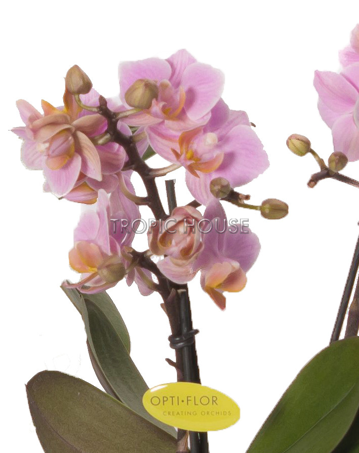 Орхидея Романтика в ORCHIDEA 18