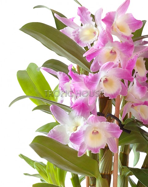 Орхидея Дендробиум розовый в ORCHIDEA 18