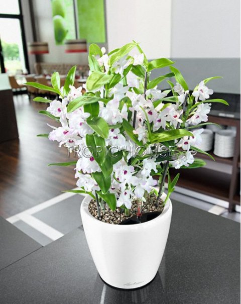 Орхидея Дендробиум белая 1 стволе 12/45 см