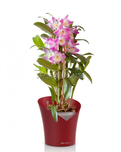 Орхидея Дендробиум розовый ORCHIDEA 18/45, Ярко-красный матовый