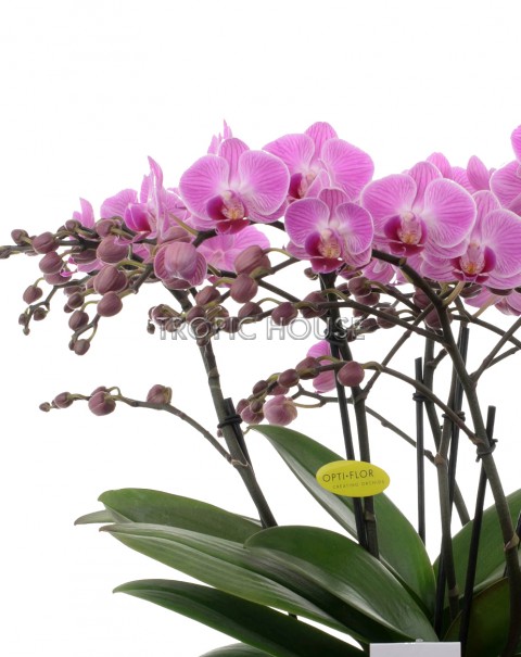 Орхидея Карола в ORCHIDEA 18