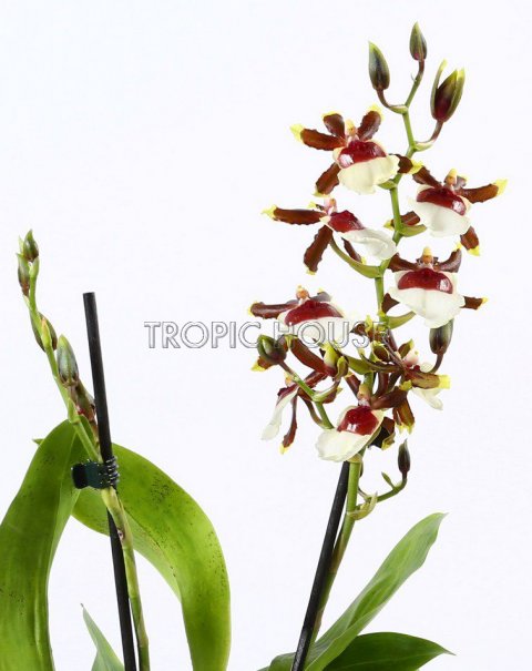Орхидея Камбрия ароматная в PURO 20