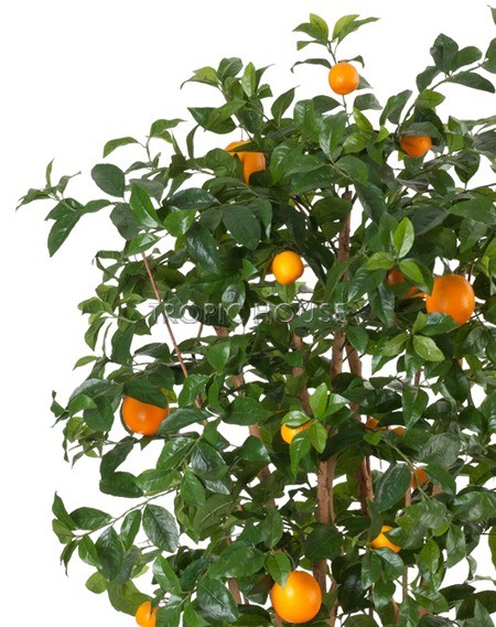 Апельсиновое дерево с плодами