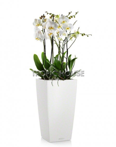 Орхидея CUBICO 30/110 см, белый
