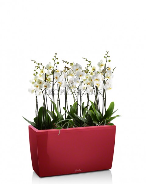 Орхидея Фаленопсис в CARARO 75/105 см, Ярко-красный блестящий