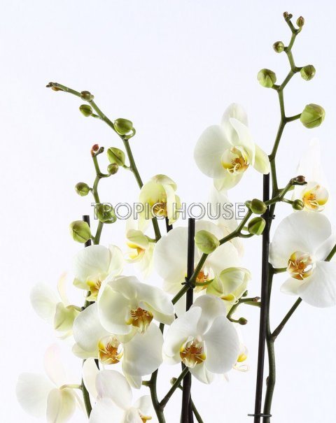 Орхидеи в RONDO 32