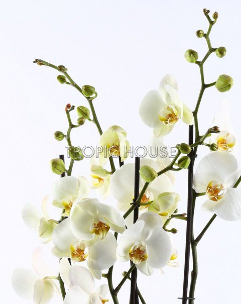 Орхидея в CUBICO 30
