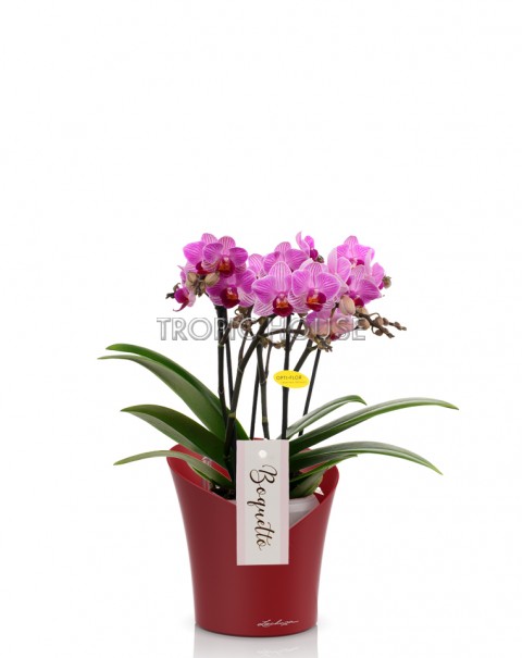 Орхидея Батерфлай ORCHIDEA 18/40 см, Ярко-красный матовый