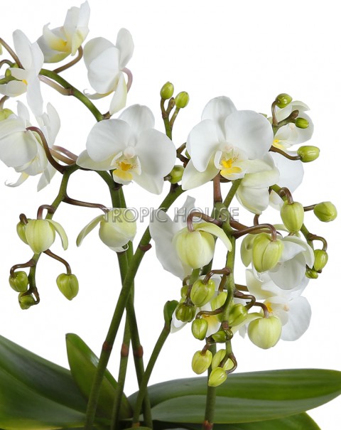 Орхидея Фаленопсис мультифлора в ORCHIDEA 18