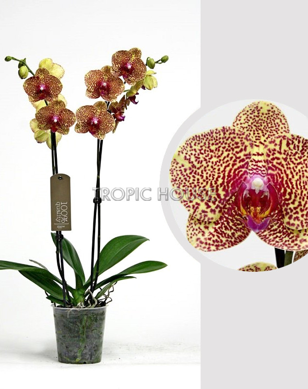 Орхидея Фаленопсис тигровая 12/60 см