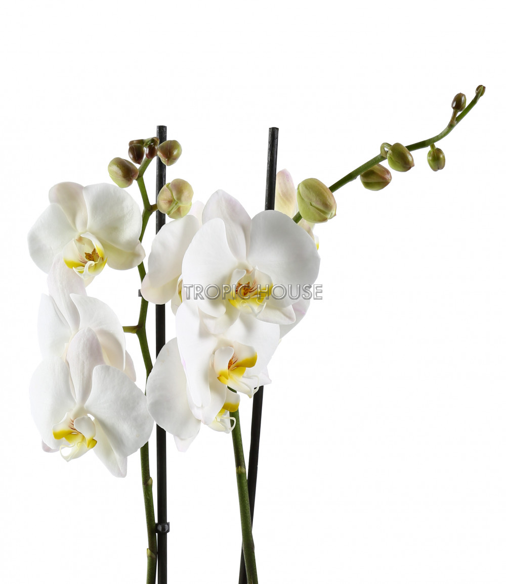 Орхидея Фаленопсис в DELTINI 14