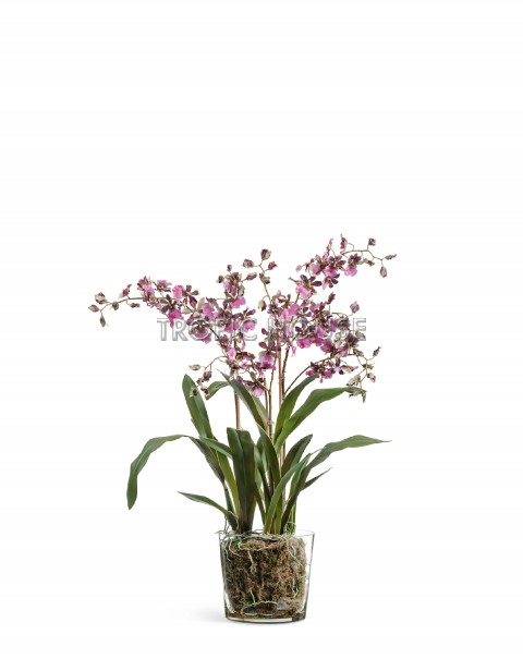 Орхидея Онцидиум бургундия в стеклянной вазе с мхом - купить в Москве:  интернет-магазин