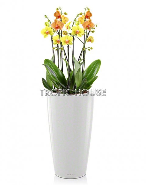 Орхидея солнечный микс RONDO 32/110 см, белый блестящий