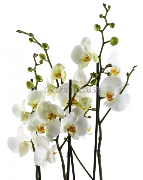 Орхидея Фаленопсис в CARARO 75