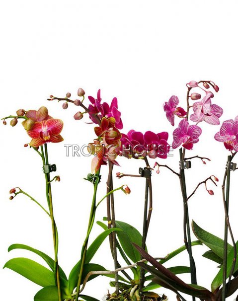 Орхидея розовый микс в RONDO 32
