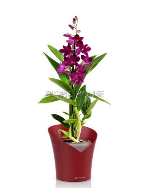 Орхидея Дендробиум Санок фуксия ORCHIDEA 18/40, Ярко-красный матовый