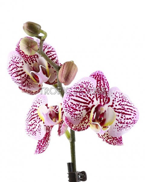 Орхидея пятнистая в PURO 20
