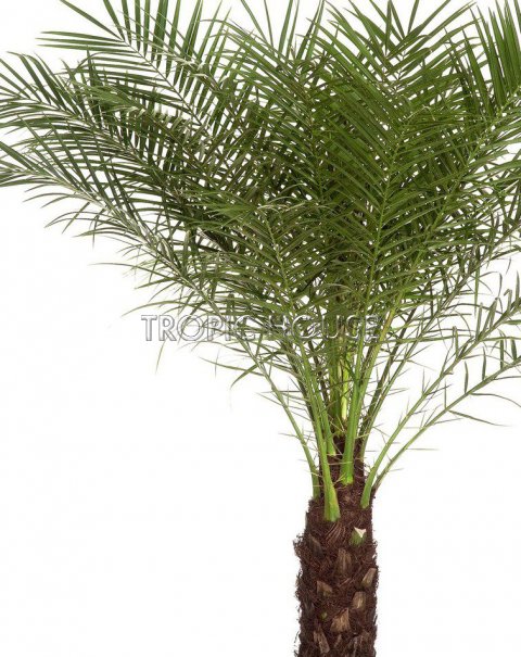 Финиковая пальма в CUBICO 30