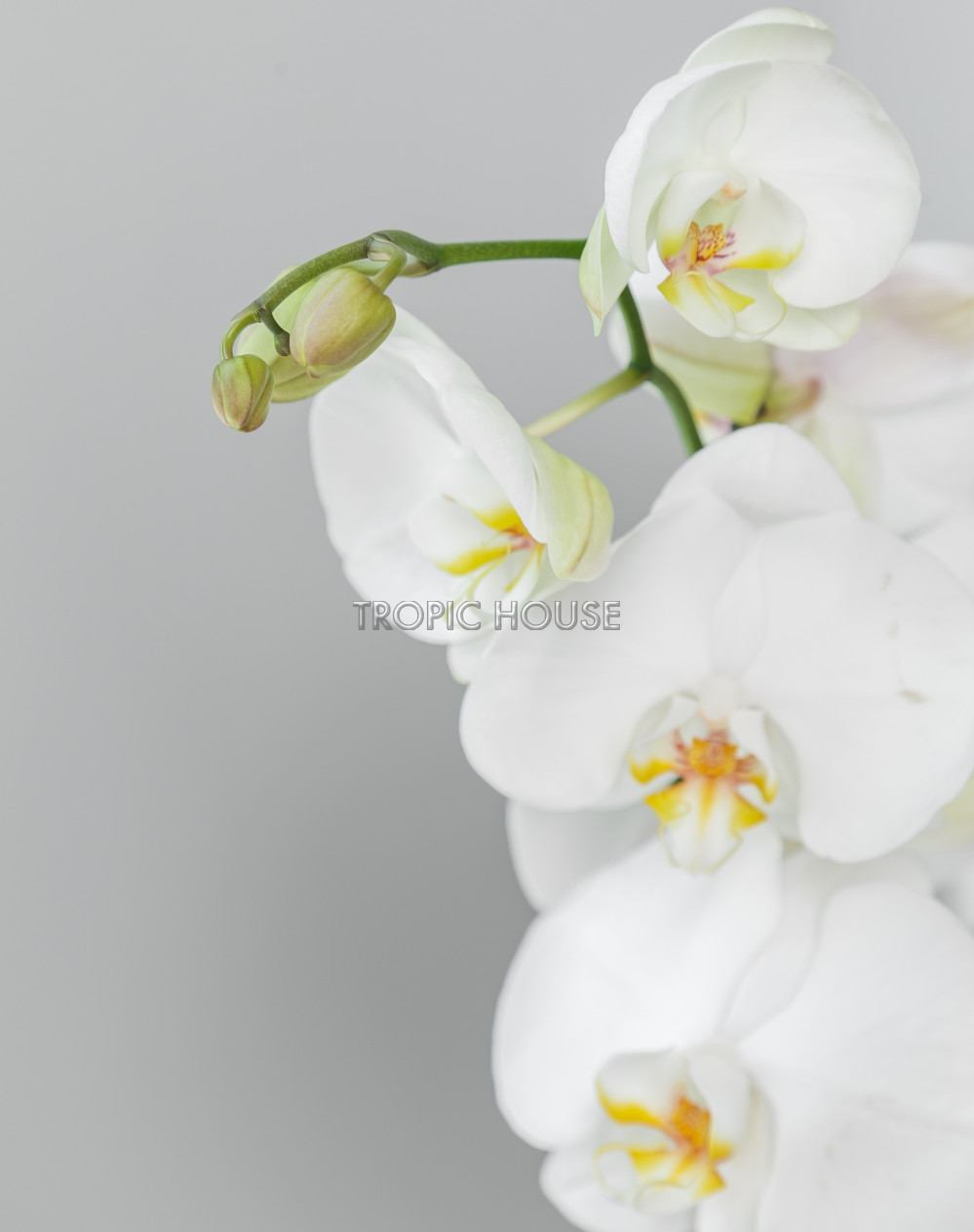 Орхидея Фаленопсис в DELTINI 14