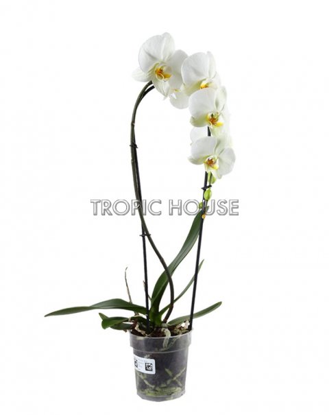Орхидея Фаленопсис белая каскад 12/50 см
