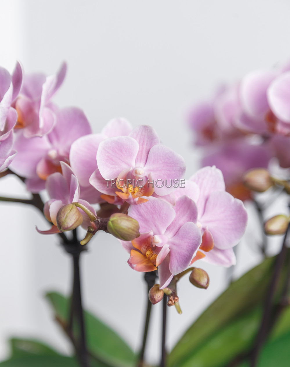 Орхидея Романтика в ORCHIDEA 18