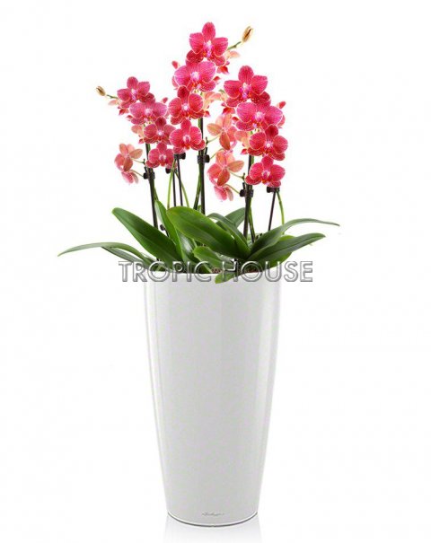 Орхидея, розовый микс RONDO 32 /110 см, белый блестящий