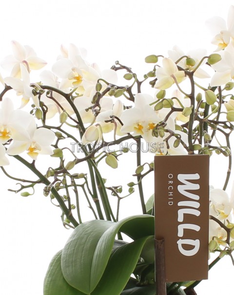 Орхидея Вайлд в ORCHIDEA 18