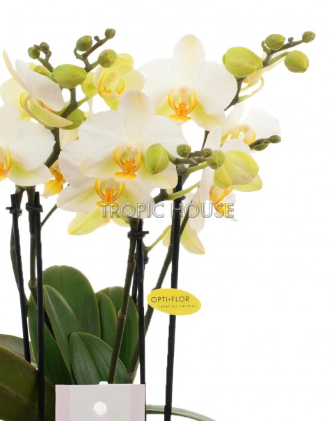 Орхидея Бьюти в ORCHIDEA 18