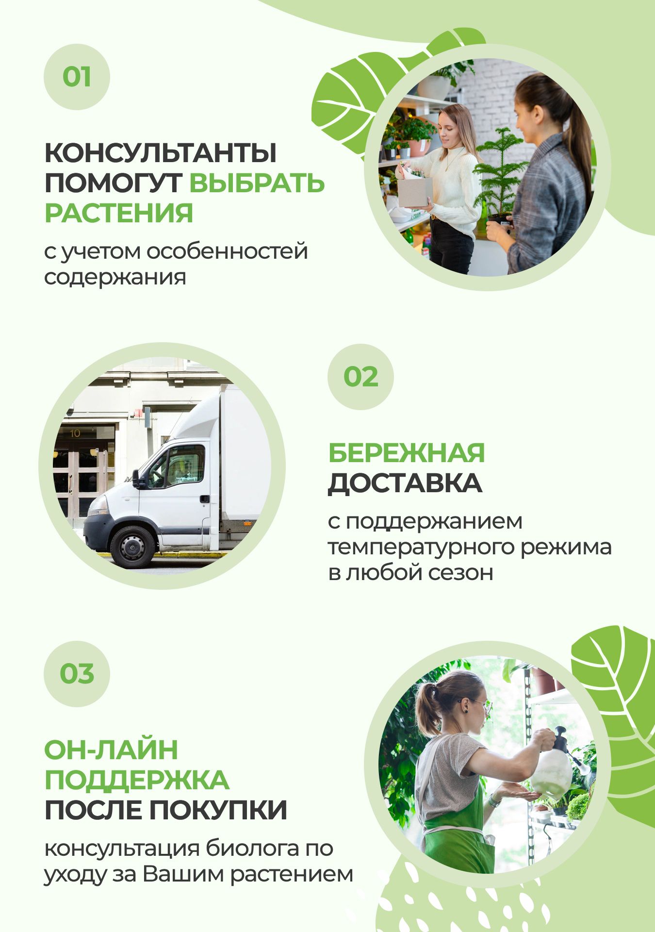 Фикус Бенджамина Кинки Пестрый 12/30 см купить в Москве по цене от 1 ...