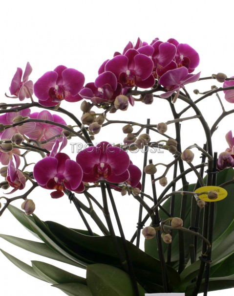 Орхидея Аморе в ORCHIDEA 18