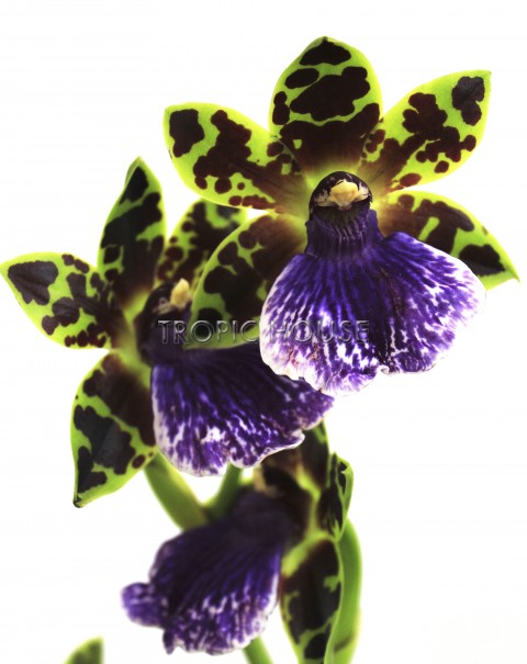 Орхидея Зигопеталум в ORCHIDEA 18