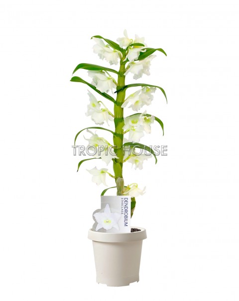 Орхидея Дендробиум белая 1 стволе 12/45 см