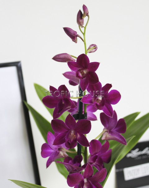 Орхидея Дендробиум Санок фуксия в ORCHIDEA 18