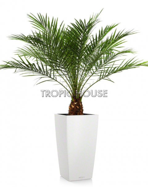 Финиковая пальма CUBICO 30/150 см, белый