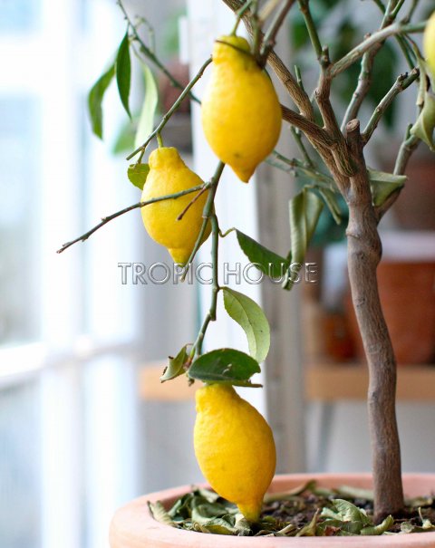Цитрофортунелла Лимон на решетке 46/110 см