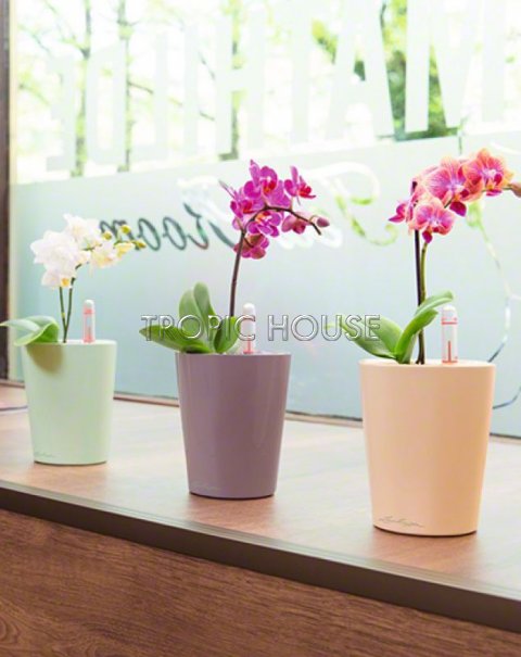 Орхидея Фаленопсис мини белая 1 ствол 9/30 см